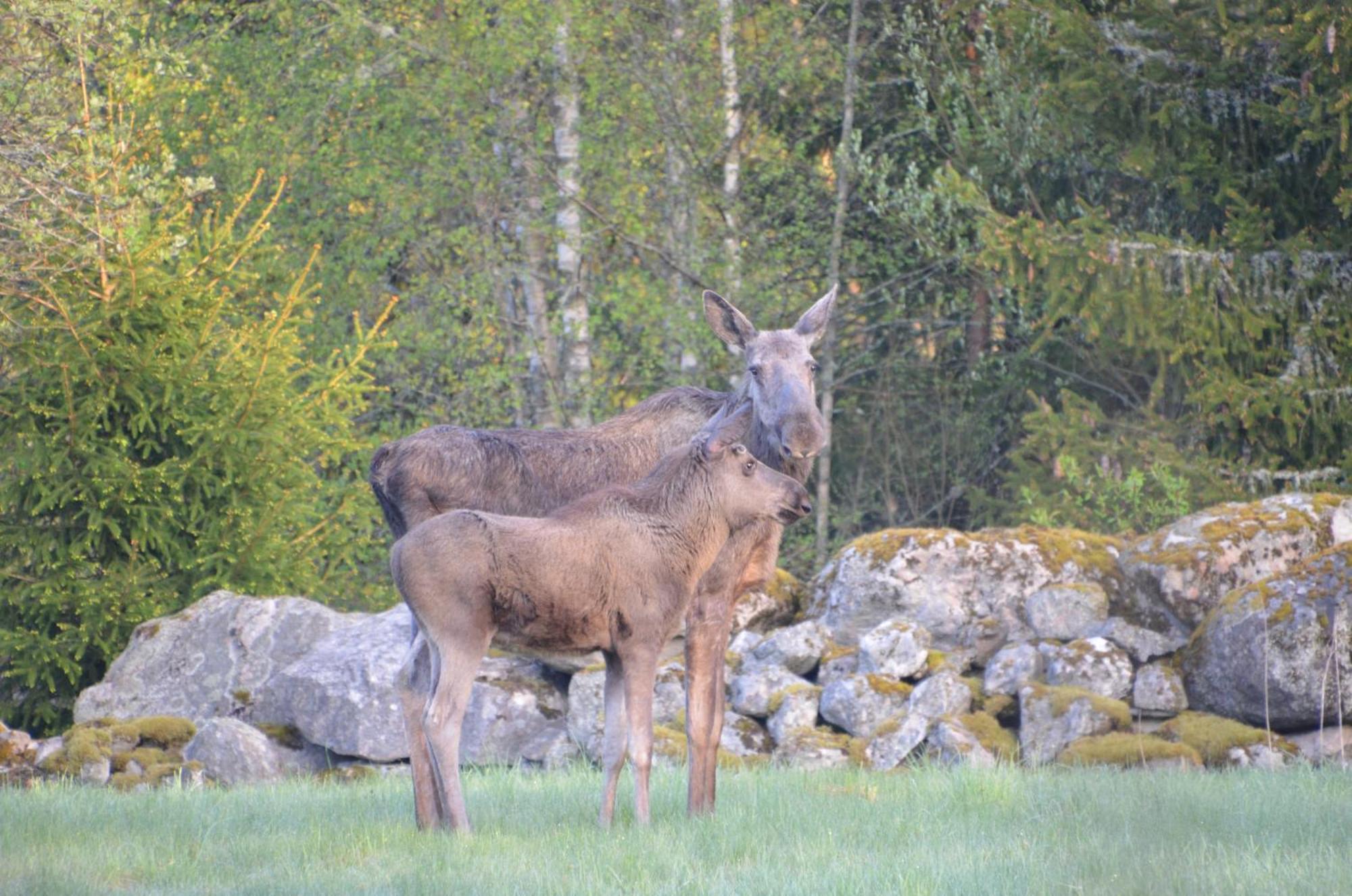 Soedra Ljunga Vandrarhem Юнгбю Экстерьер фото
